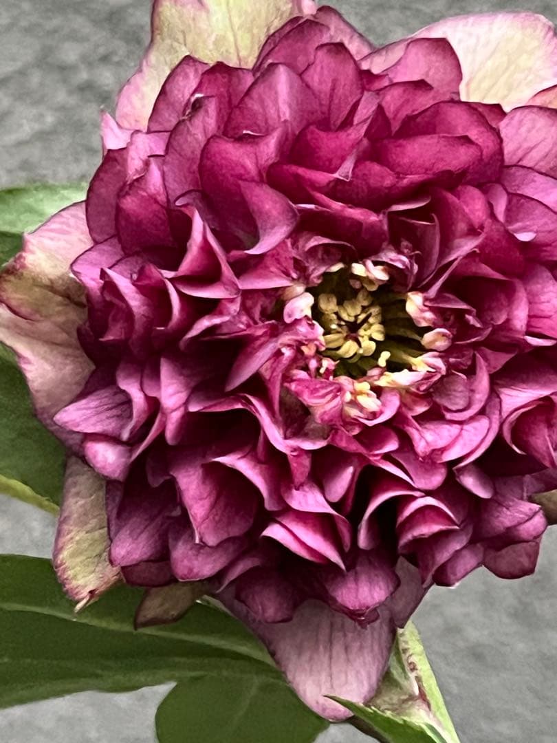 クリスマスローズ　超多弁