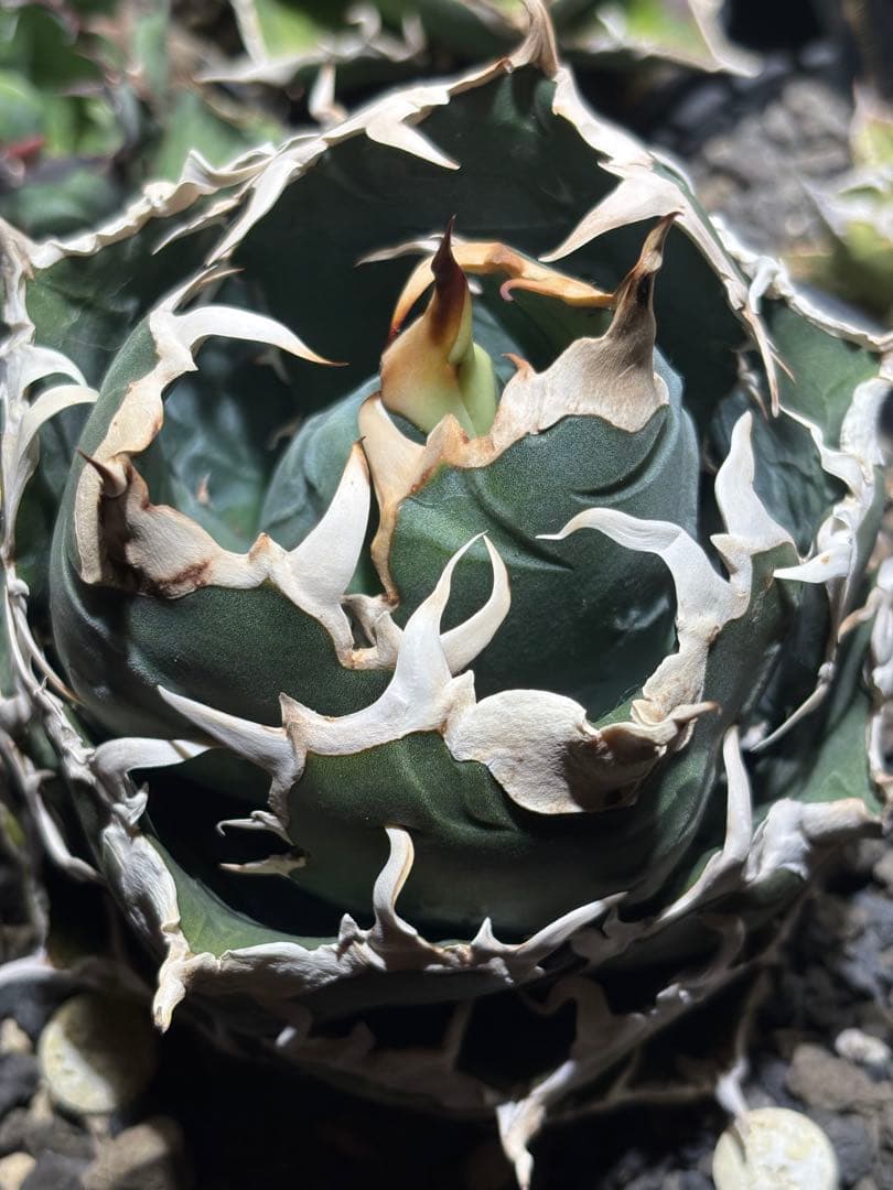 アガベチタノタ　白鯨　lize血統　大株