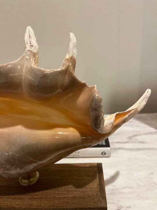 クモガイ 標本 貝殻 インテリア アート アンティーク 貝 オブジェ 雑貨