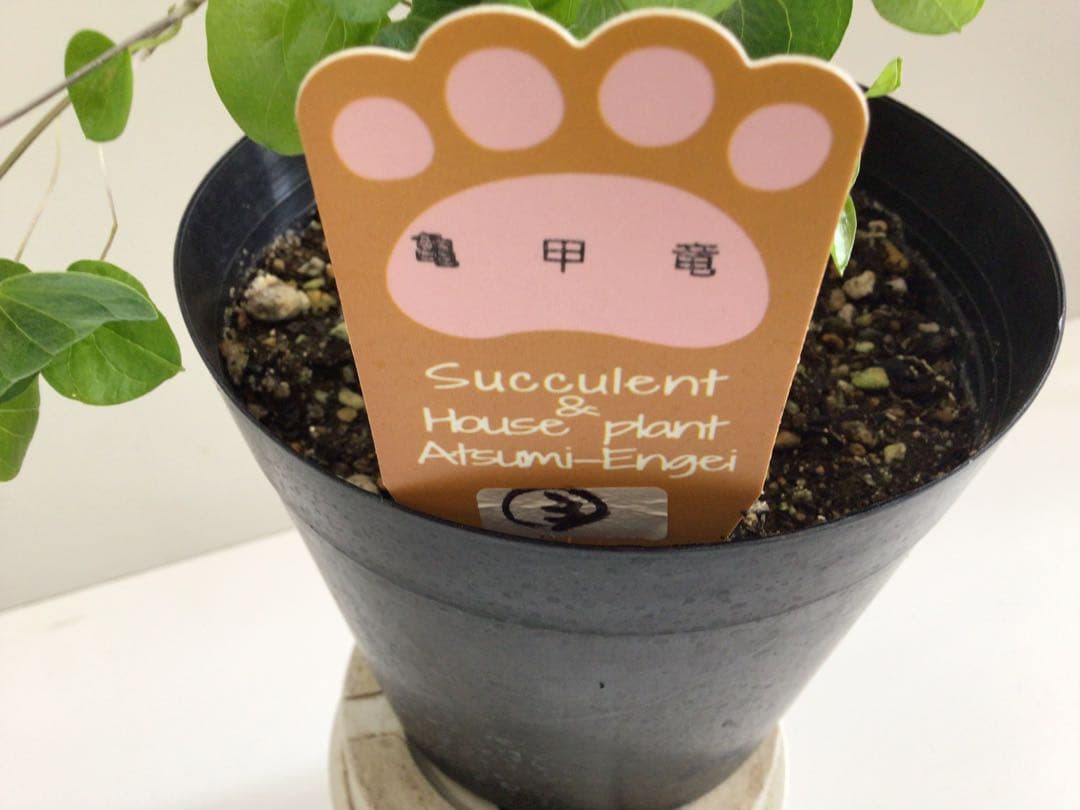 ③ 特選品‼︎ しっかりとした塊根直径9センチ亀甲竜