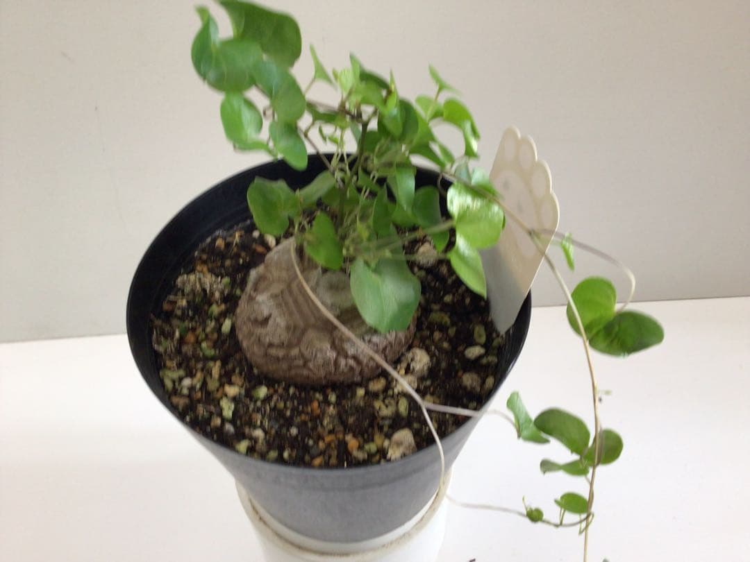 ③ 特選品‼︎ しっかりとした塊根直径9センチ亀甲竜