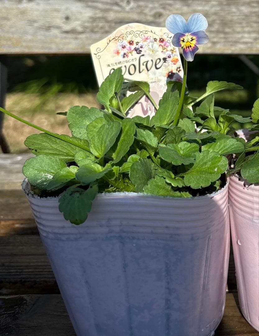 びおら様　ご依頼品　現品　メルカリ便発送　12苗