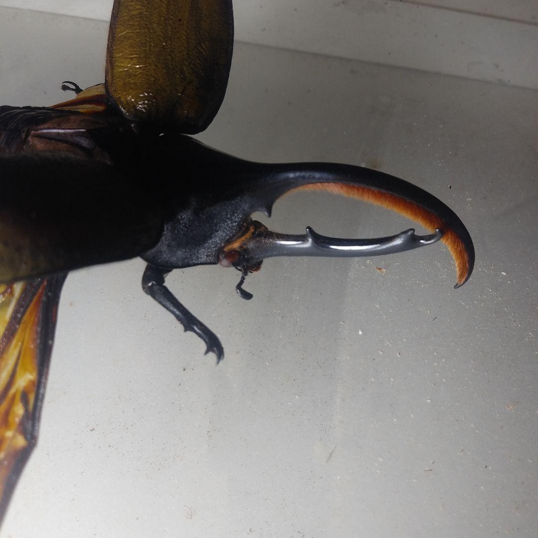 飛行型標本