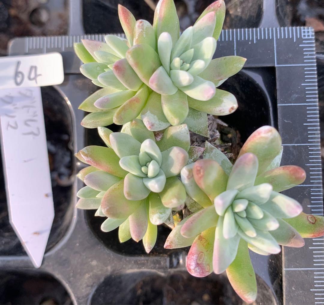 多肉植物　白菊　ダドレア　グノマ　Dudleya gnoma 1株