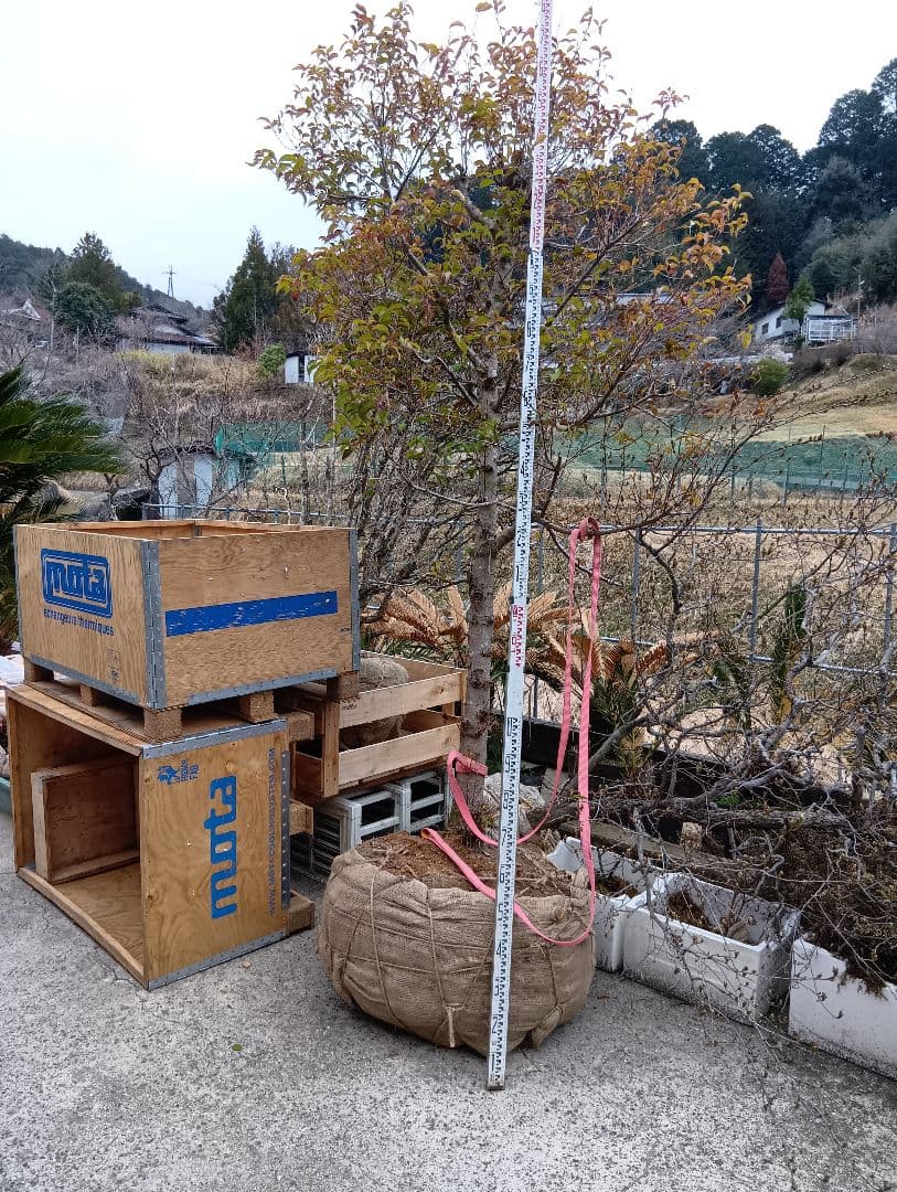 常緑ヤマボウシ（大型サイズ）インテリア用