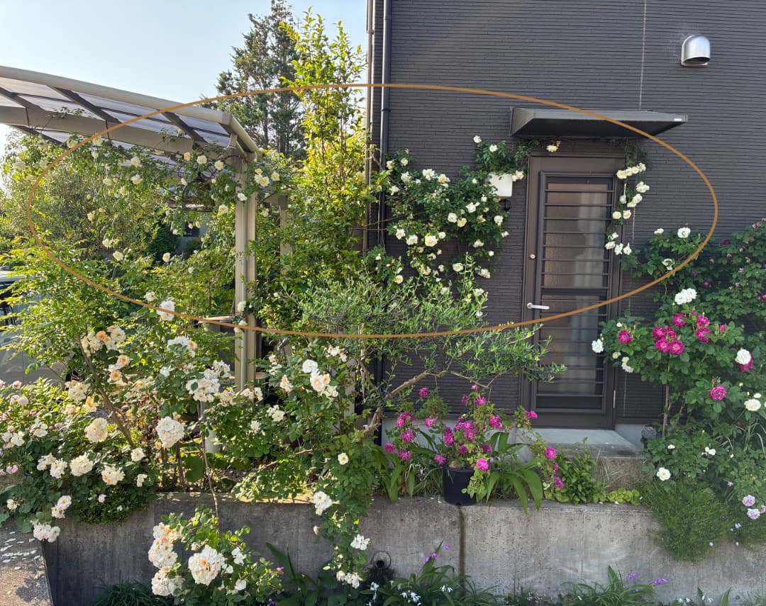 専用蘭丸&桃子様【バラ「超」大苗】アルベリック バルビエ（つるバラ）