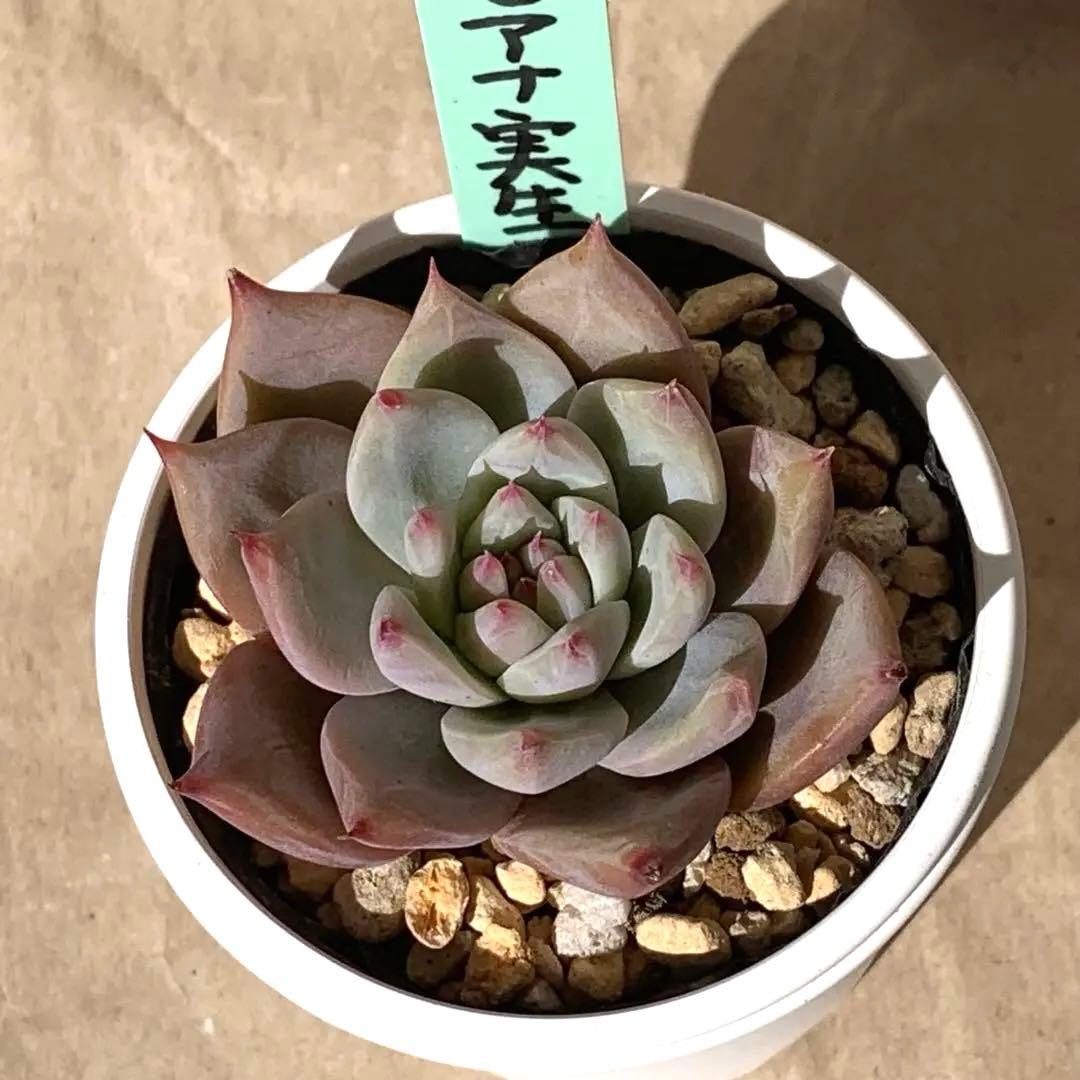 札付き おらいさん エケベリア リンゼアナ実生,抜き苗