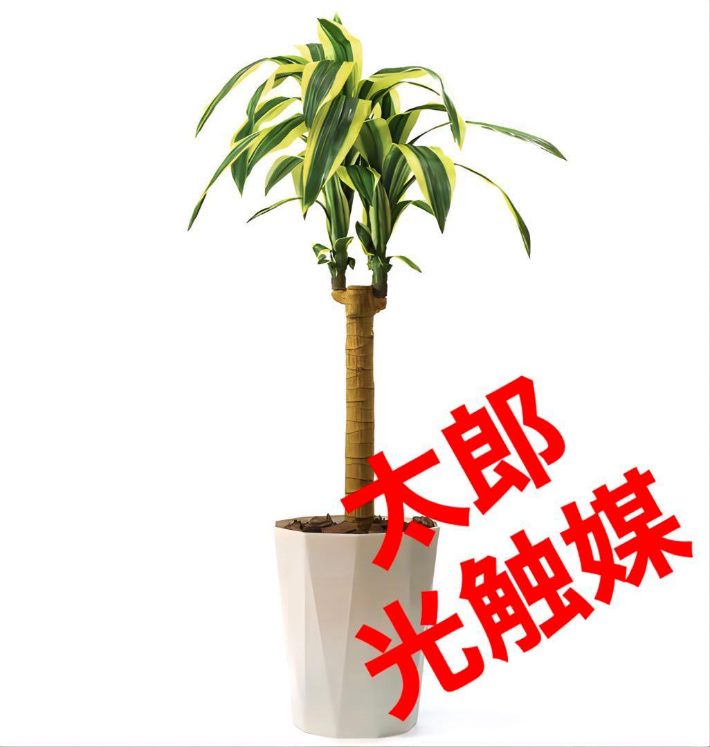 光触媒　人工観葉植物　ウォールグリーン　フェイクグリーン　幸福の木105