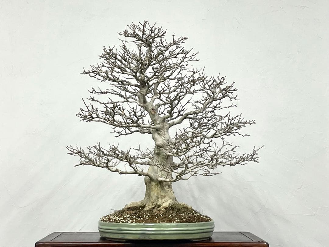 三河盆栽　カエデ　楓　盆栽