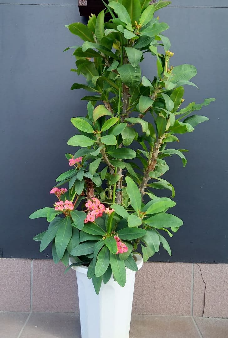 八福神・花麒麟